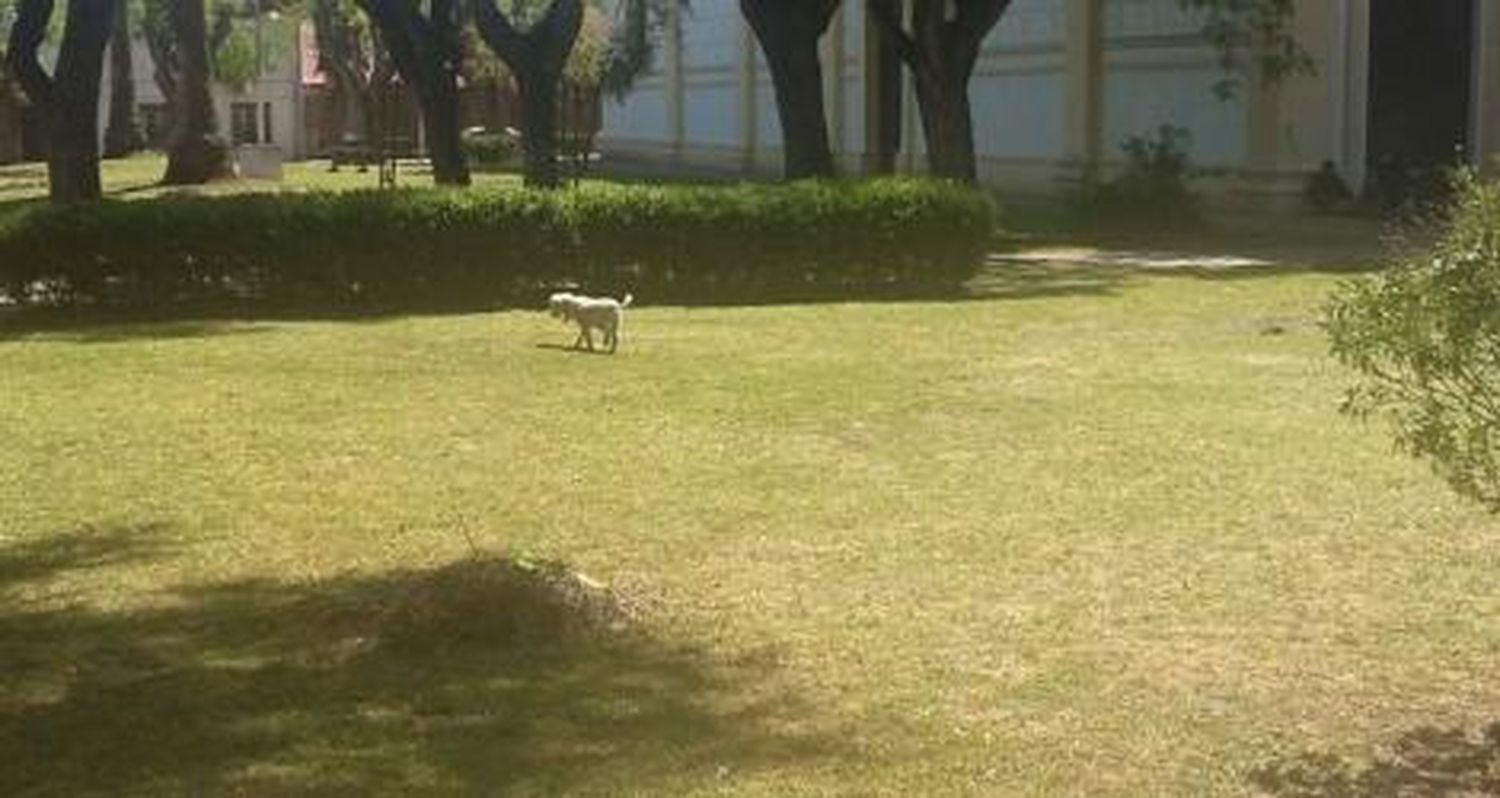 Perrito perdido