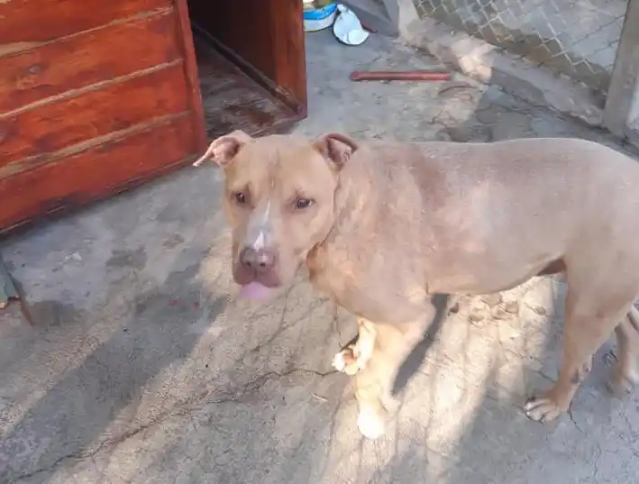 Juntan firmas para evitar el cierre de un refugio que alberga más de 160 perros en El Palomar