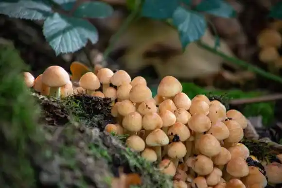 ALIMENTACIÓN DEL FUTURO: alimentos impresos y microencapsulados