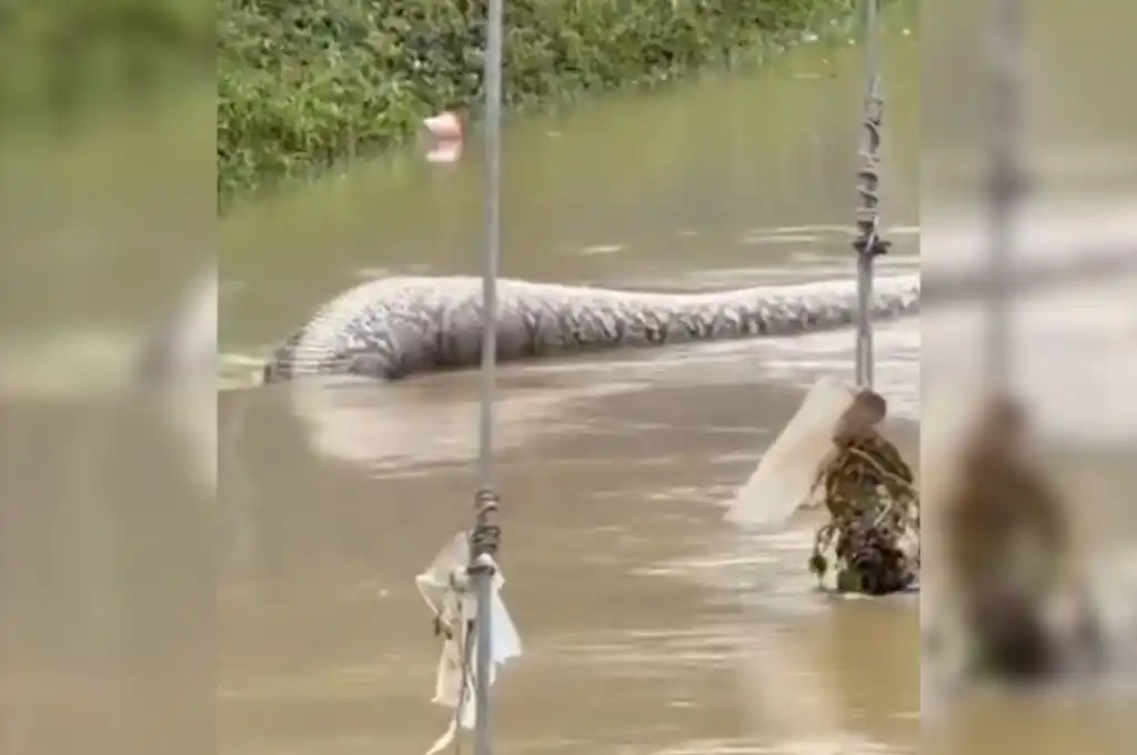 Una serpiente causó pánico en Tailandia