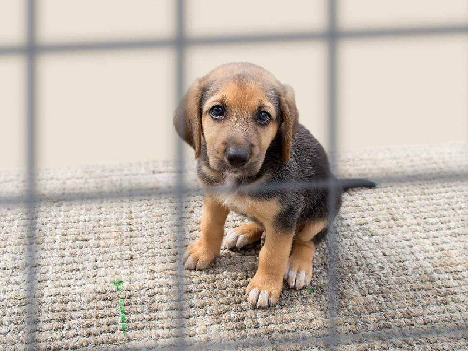 Freyre: la policía rescató a 7 perros víctimas de maltrato