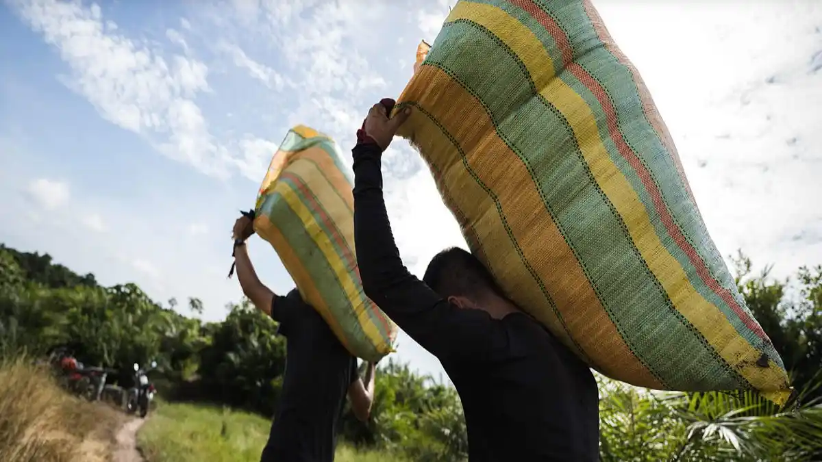 MÁS DE 15 MIL VENEZOLANOS sobreviven en Colombia recogiendo hojas de coca