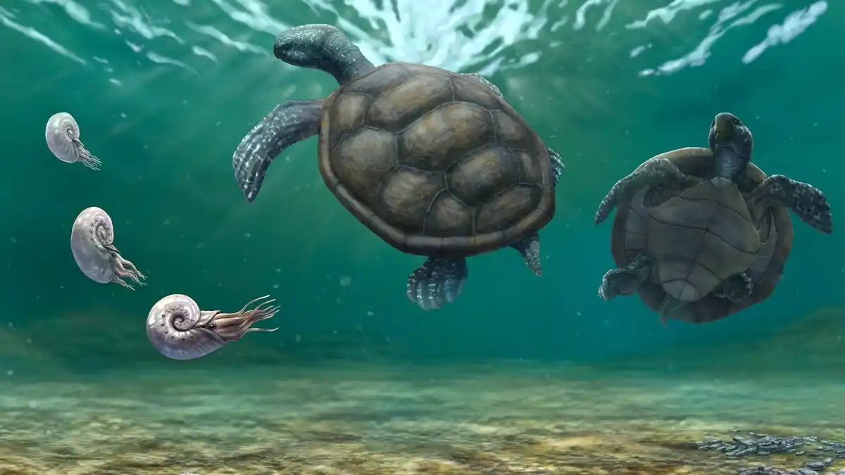 Representación gráfica de Craspedochelys renzi, hallada en rocas marinas del Cretácico Inferior (Hauteriviano) en la zona de Cuiza, en el departamento de La Guajira.