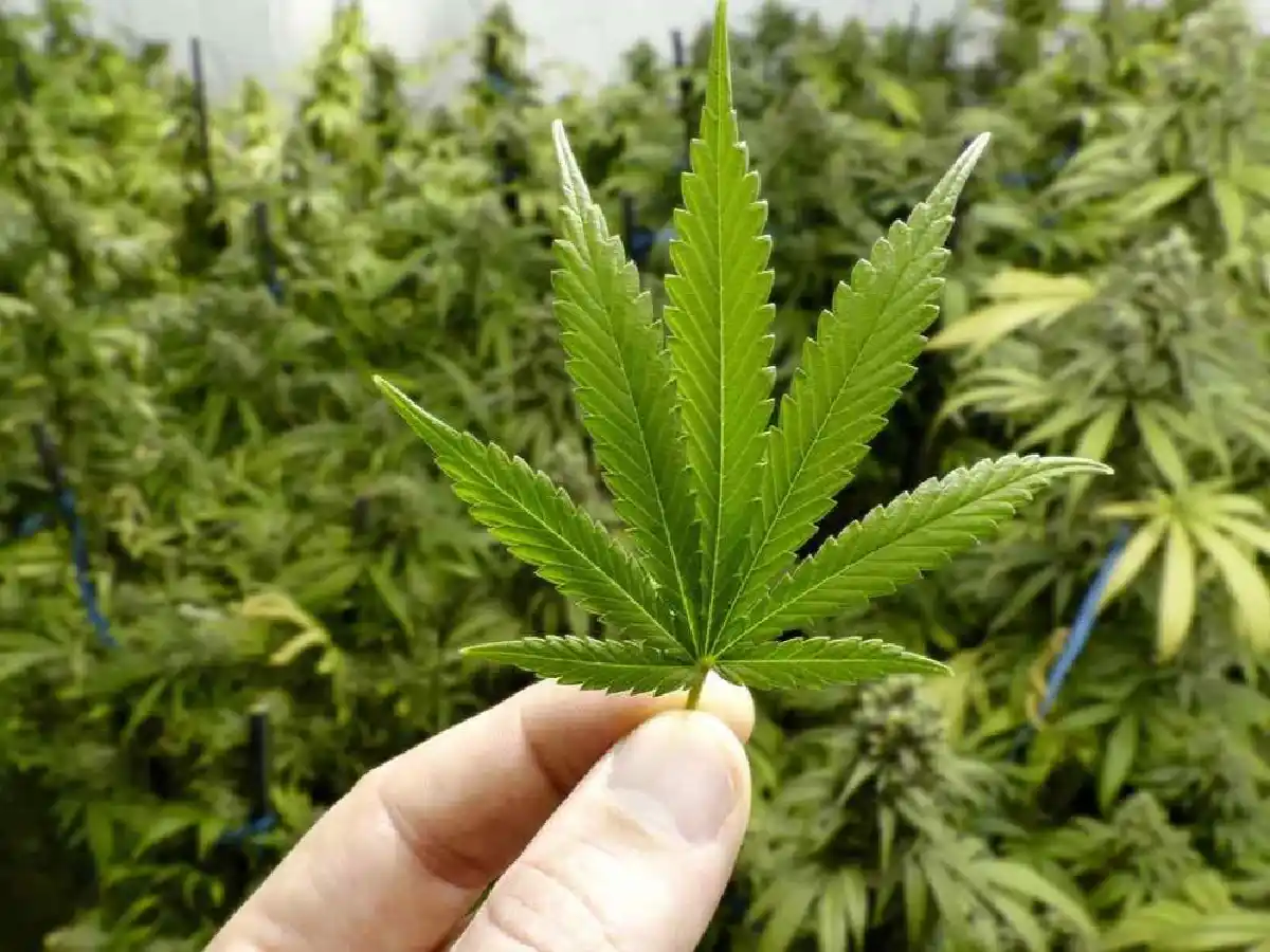 El Gobierno autorizó el autocultivo de cannabis y la venta de sus aceites