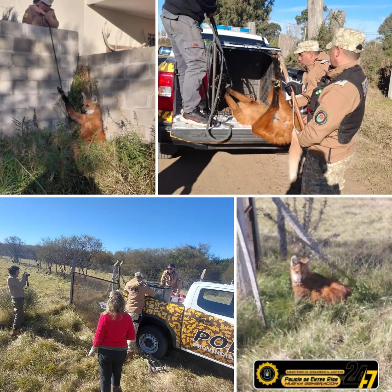 Hallazgo y rescate de un aguará guazú en Gualeguay