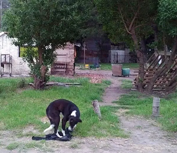 Herido grave en una pelea tras una reunión de amigos