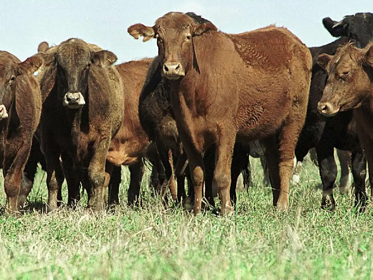 Advertencias por rabia en bovinos 