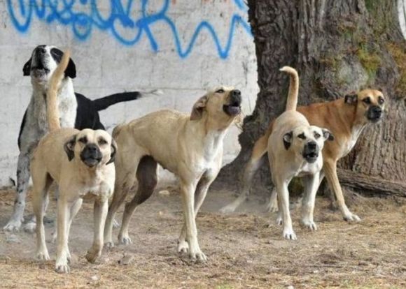 Perros que muerden y corren: la preocupación de los transeúntes