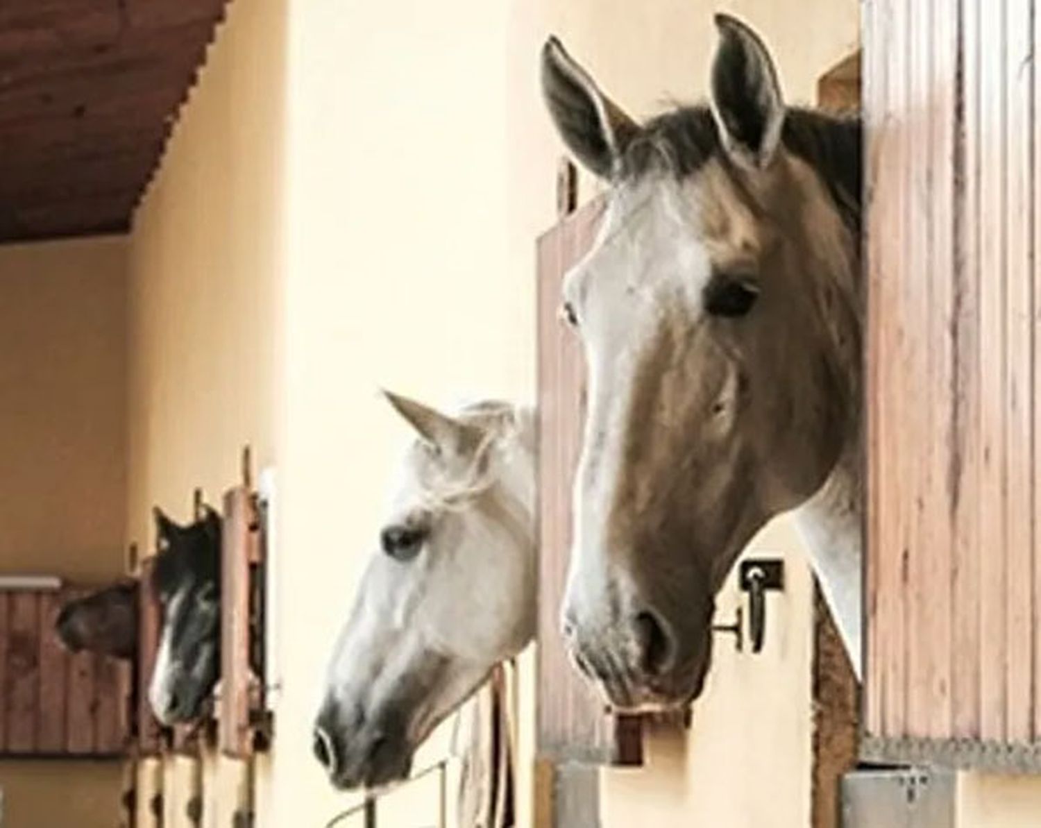 Senasa liberó el tránsito federal solamente para los caballos vacunados