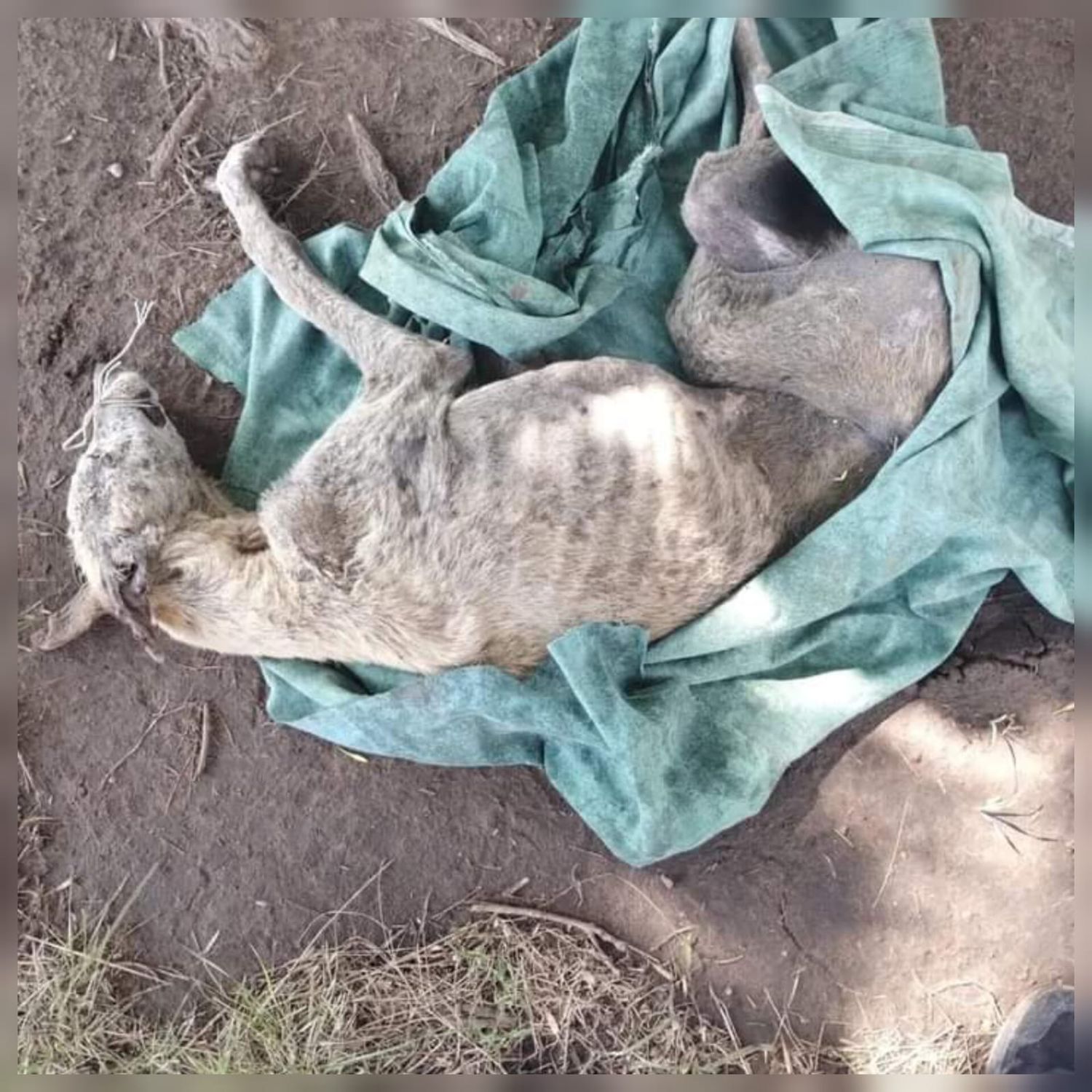 "La Flaca" fue encontrada bajo una montaña de escombros en barrio Victoria de Venado Tuerto. Foto: Gentileza.