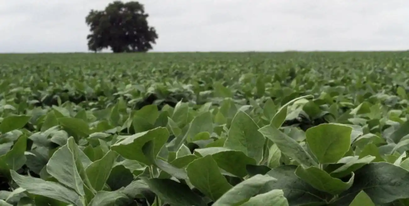 Un primer cálculo del Sistema de Estimaciones Agrícolas (SEA) indica que habría una fuerte apuesta a la soja gracias a las lluvias de esta semana.