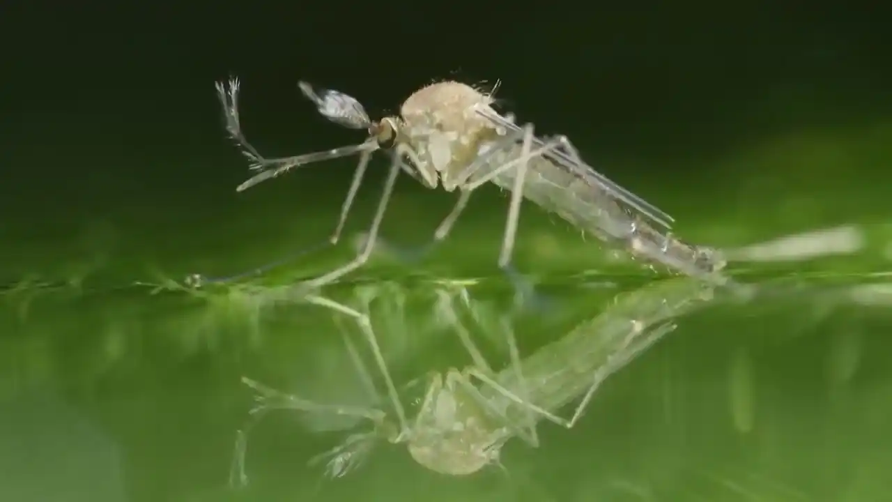 Dos nuevos bloqueos en santa fe por casos de dengue