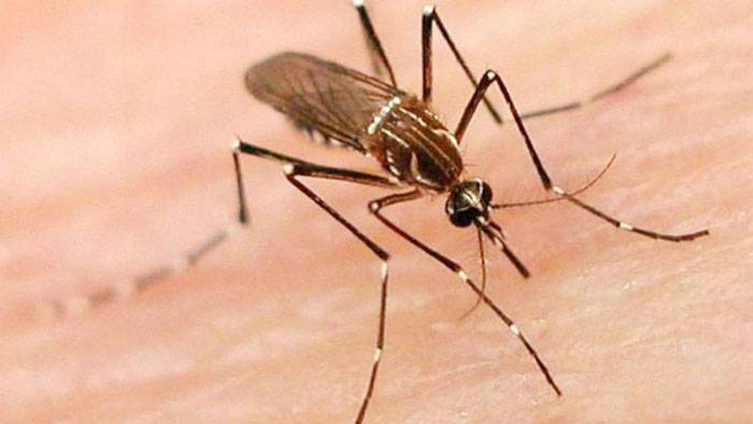 Científicos afirman que el mosquito del dengue se adaptó para sobrevivir al frío
