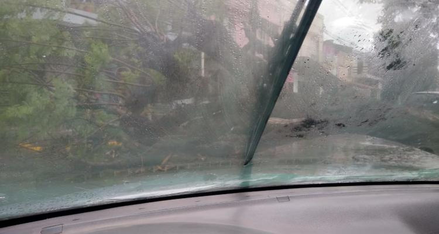 El relato de la acompañante del automovilista que frenó antes de que se le caiga el árbol encima