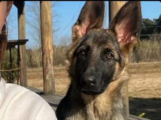 Buscan a esta pequeña cachorra perdida en la ruta 191