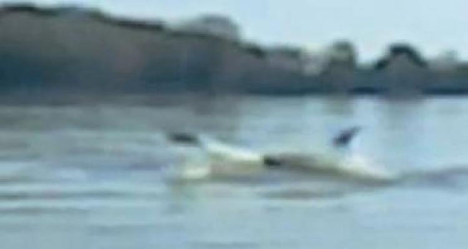 Una ballena por el río Paraná