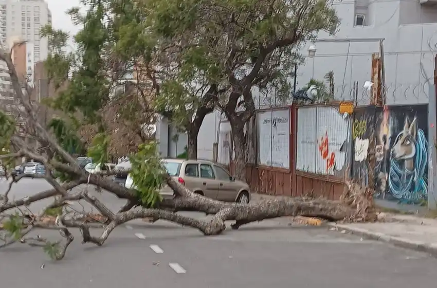 Siguen las caídas de árboles en Rosario: cayeron tres en distintas partes de la ciudad