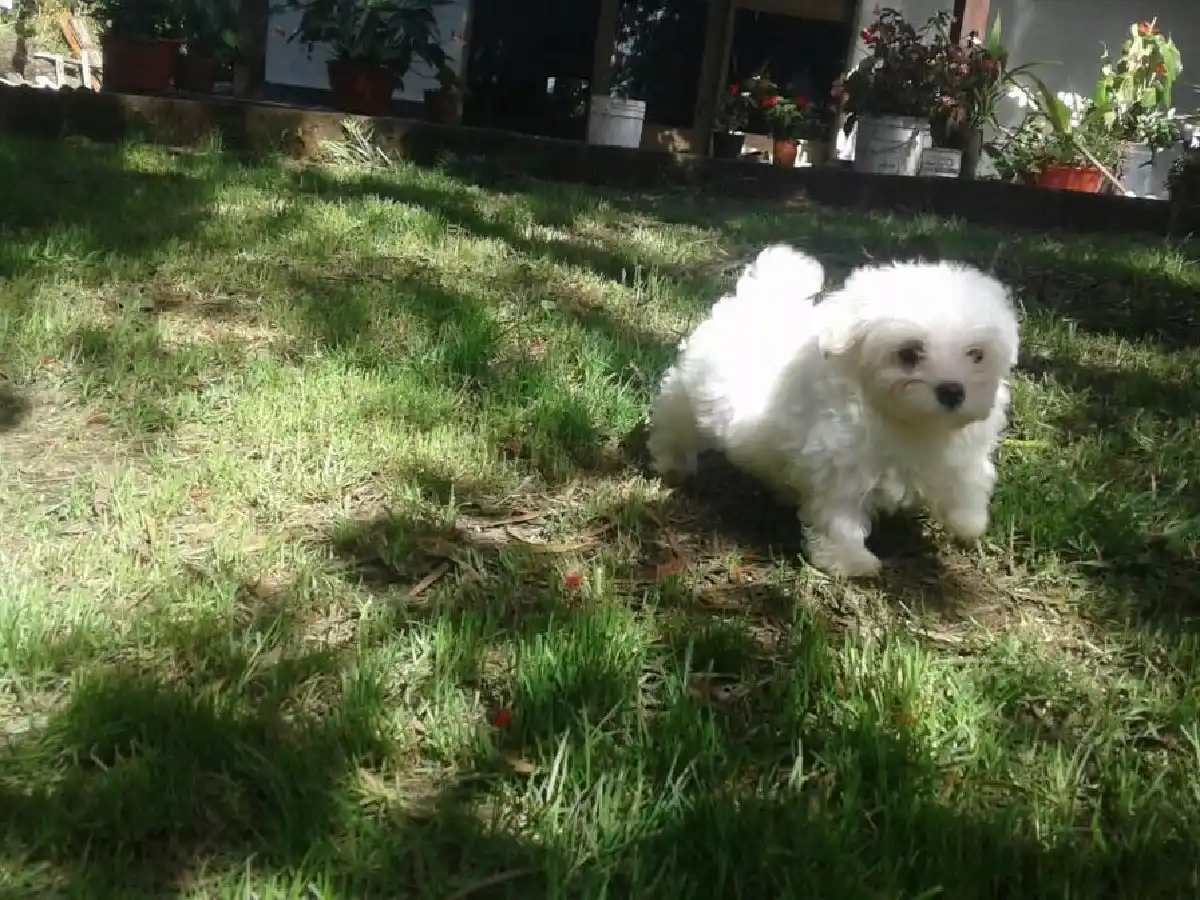 Realizarán un taller para aprender a tratar con cachorros