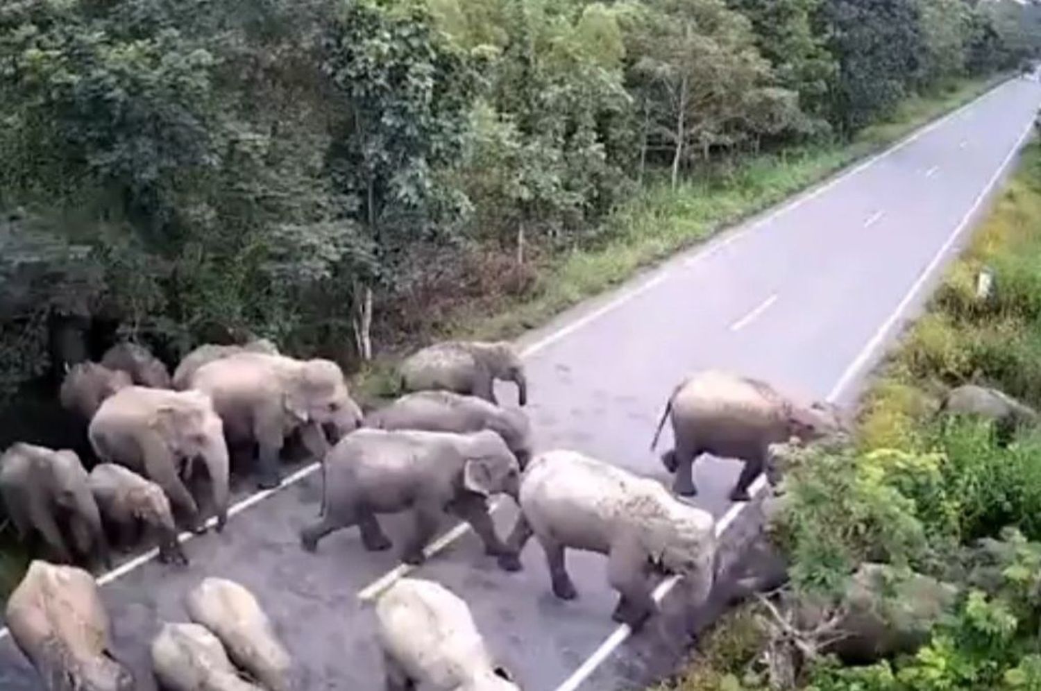 Video: una manada de 65 elefantes deambuló una semana por las calles de Tailandia