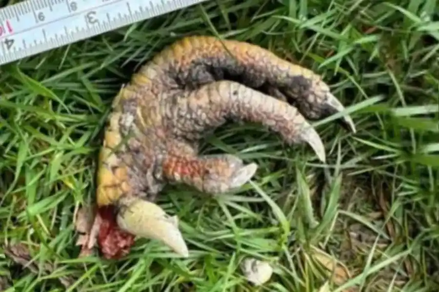 Encontró una "garra de dinosaurio" en su jardín y el misterio llegó hasta Harvard
