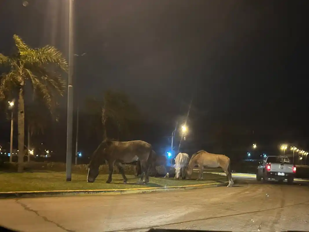 caballos sueltos rotonda