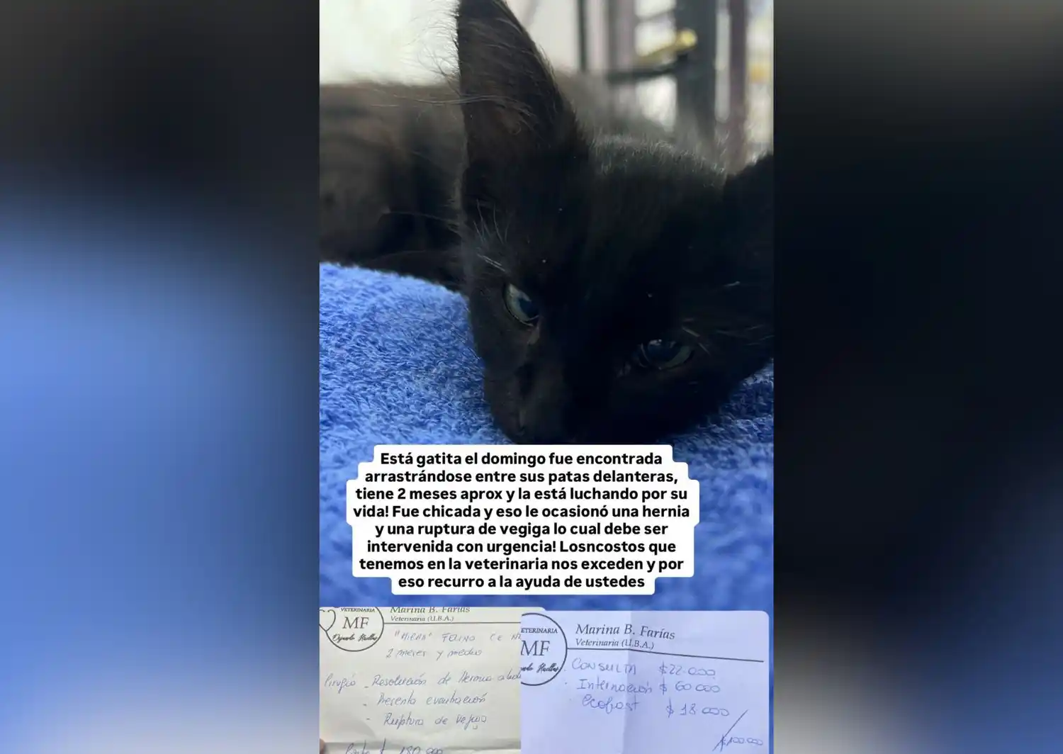 piden colaboración para gatita bebé rescatada