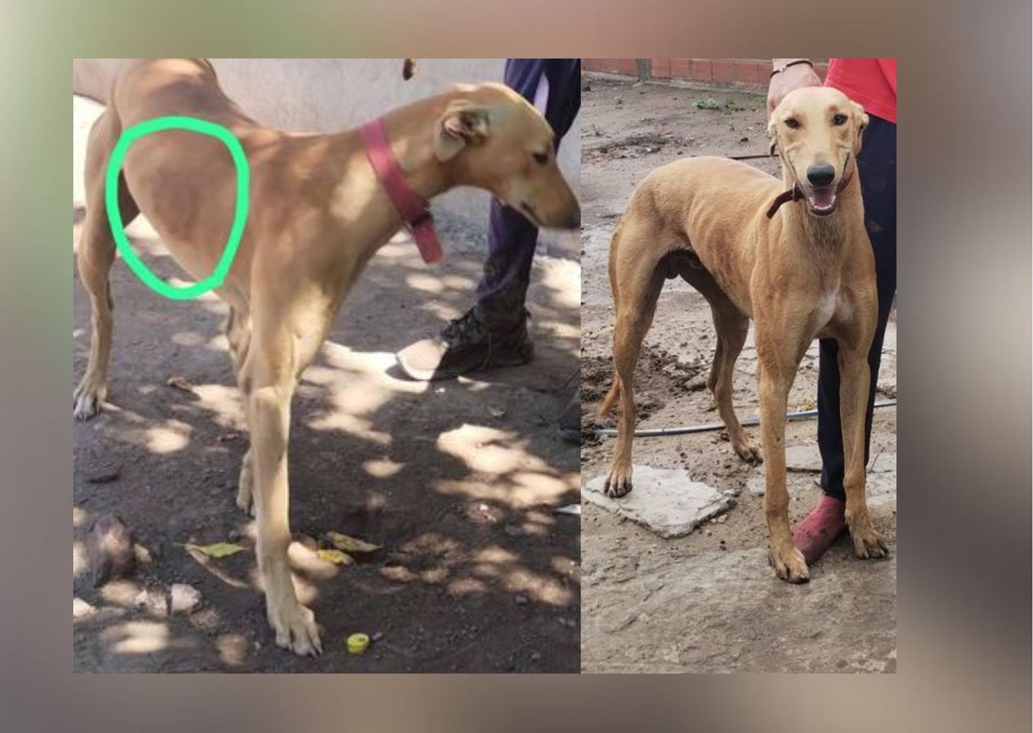 Mascotas: buscan a León
