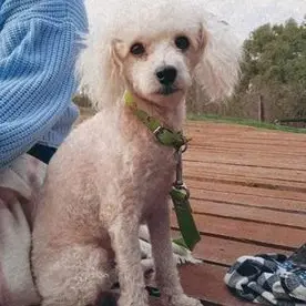 Buddy ya está en casa