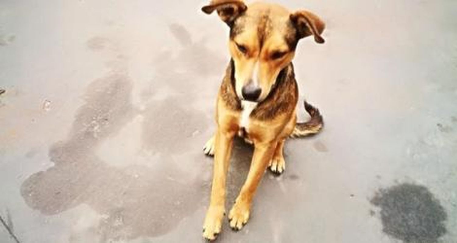 Mascota encontrada