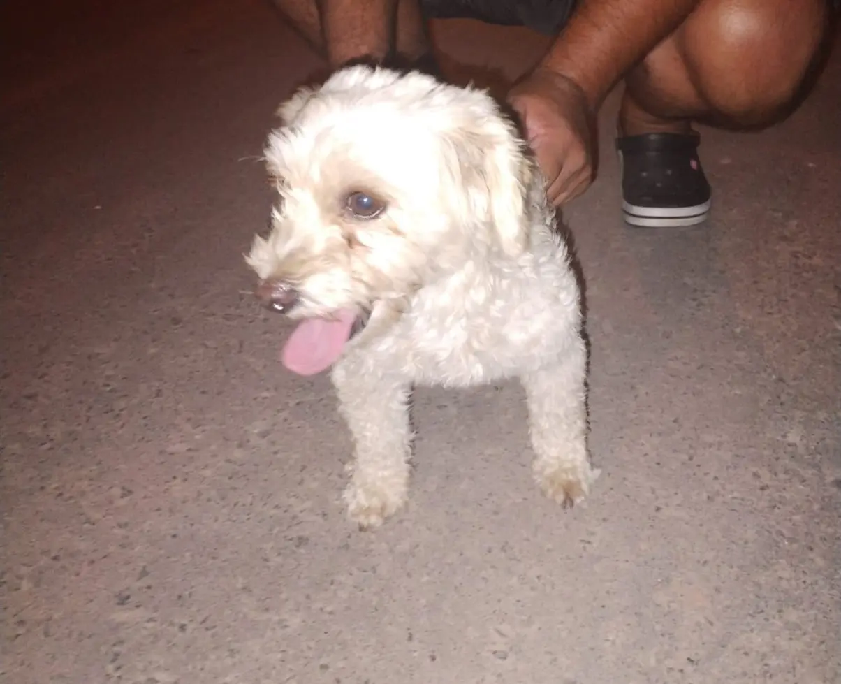 Perrita caniche perdida