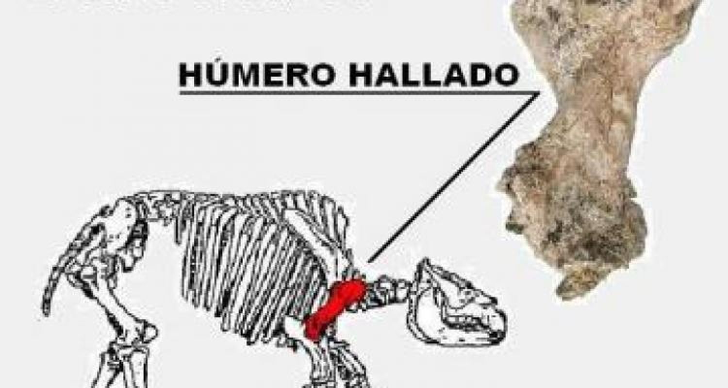 Un nuevo fósil para el Museo