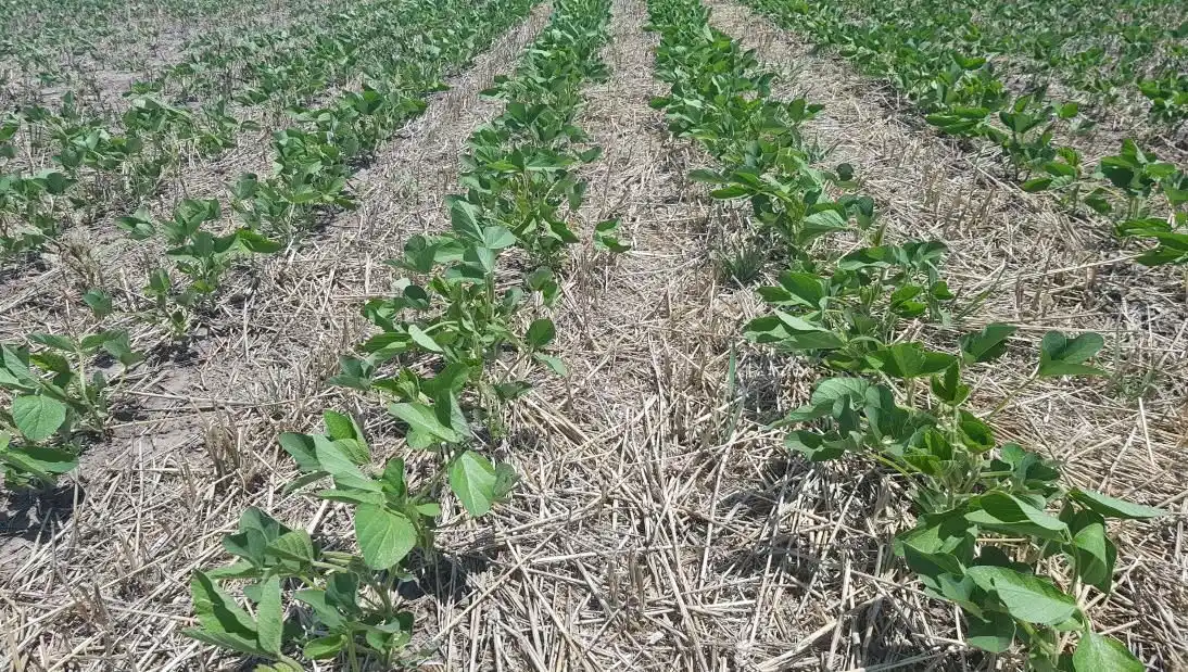 El informe de la Bolsa de Comercio de Santa Fe reiteró que el impacto del factor climático "es muy heterogéneo" y el presente sigue siendo "muy complicado".