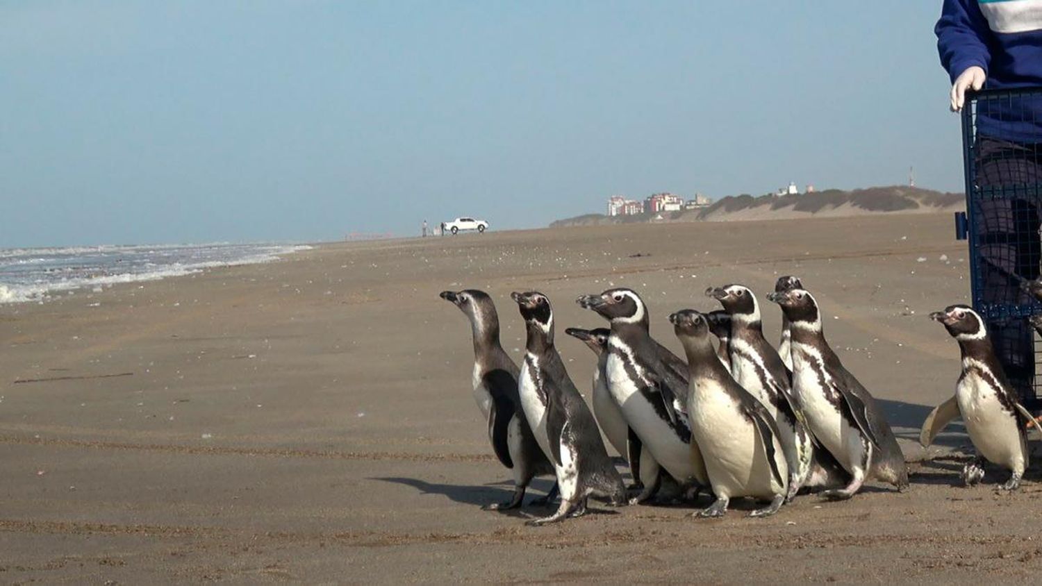 15 pingüinos regresaron al mar tras rehabilitarse de hipotermia, desnutrición y empetrolamiento