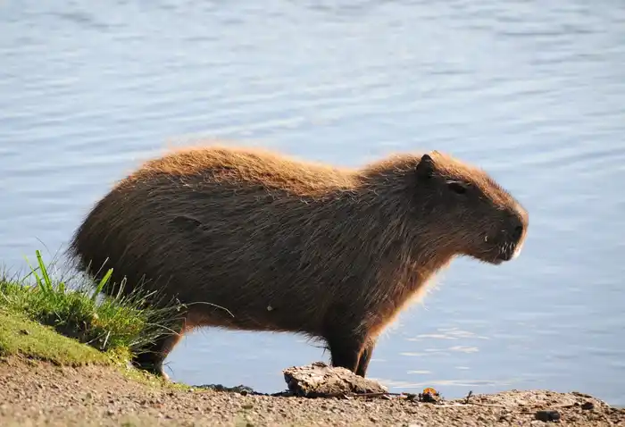 Una niña fue mordida por un carpincho en el Lago del Fuerte
