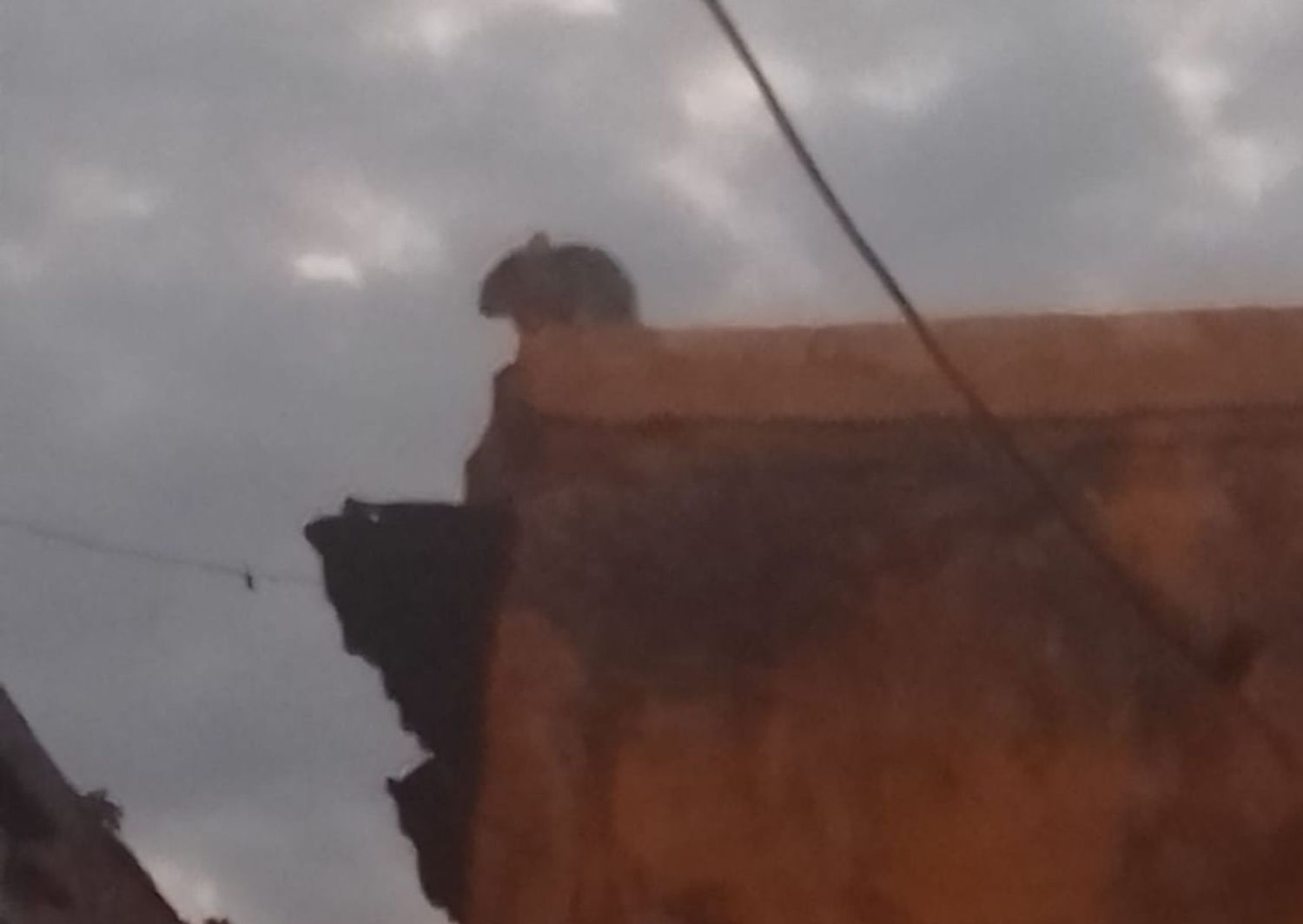 La casa de las ratas