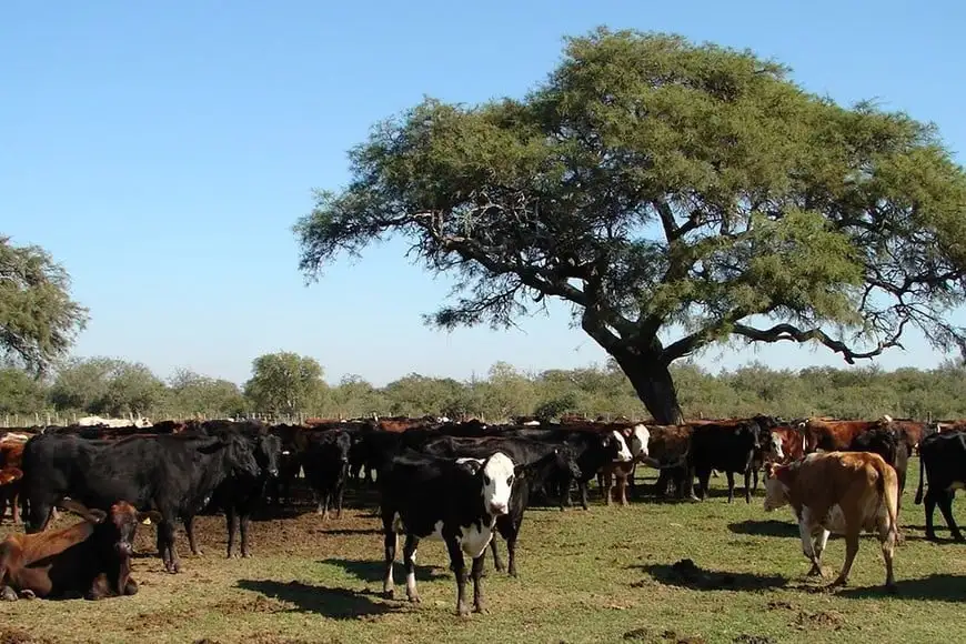 Vacas Campo