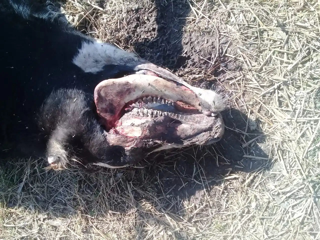 El misterioso fenómeno de las vacas mutiladas