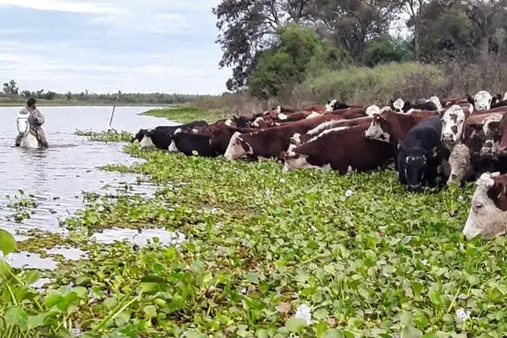 El Gobierno de Santa Fe logró evacuar más del 70 % de la hacienda en islas por el fenómeno de El Niño