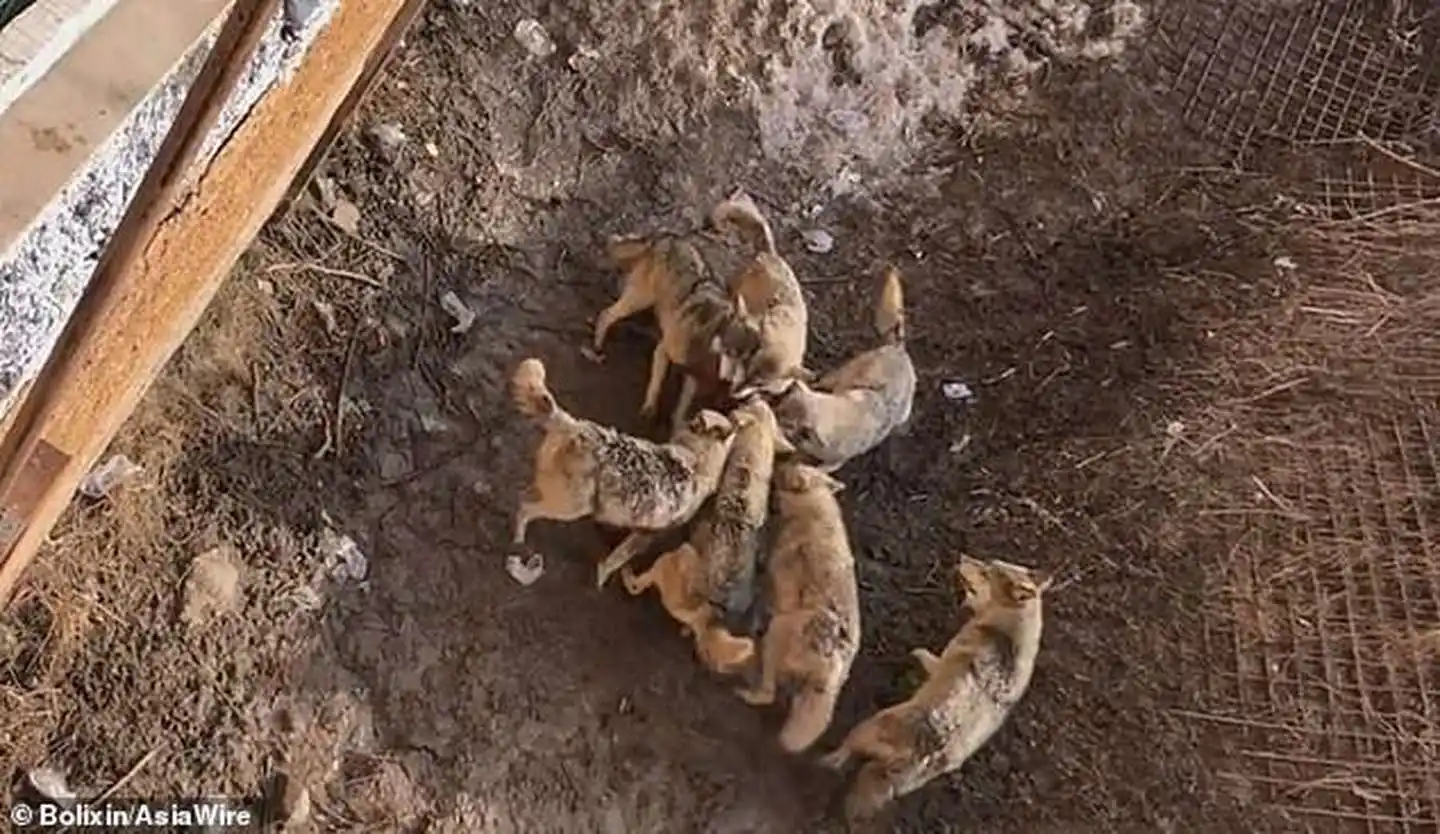 Llevo su perro al zoológico y se lo comieron los lobos