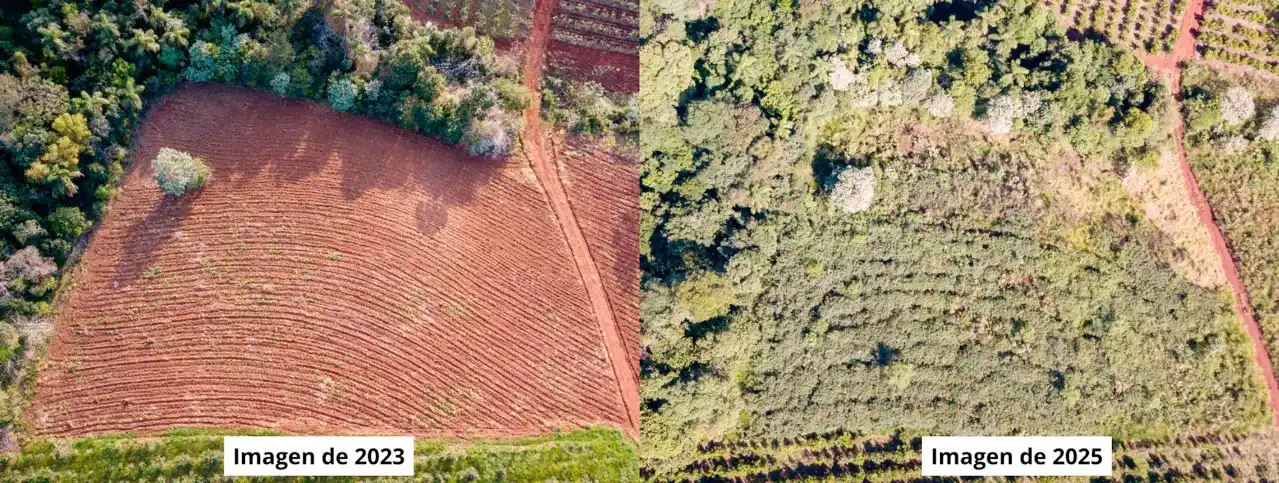 Vida Silvestre ya plantó más de 270 mil árboles nativos para restaurar 820 hectáreas de selva misionera