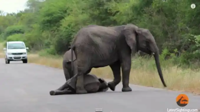Graban el momento en el que una manada de elefantes rescata a una cría