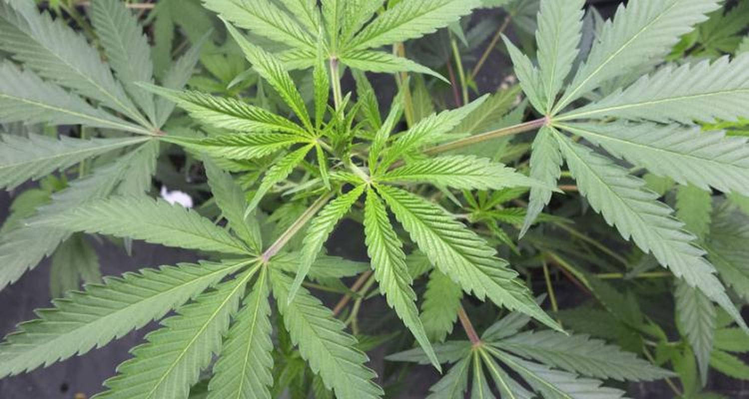 Gobernador Castro: Detuvieron a un hombre con una planta de marihuana
