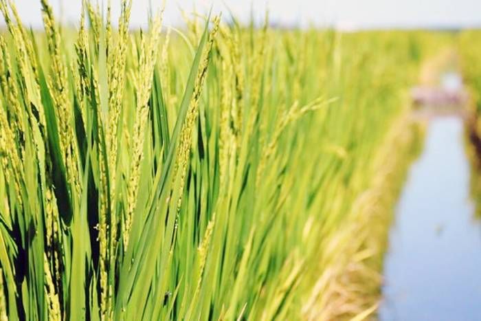 Las lluvias y la humedad  retrasan la cosecha del arroz  y sorgo en Entre Ríos