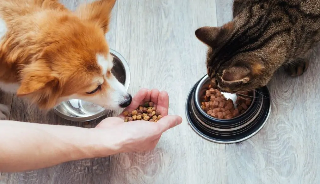 Se presentó el Banco de alimentos para perros y gatos