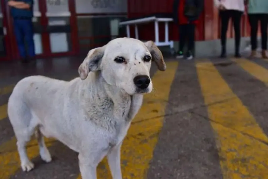 Croto, el perro que esperaba a su dueño fallecido en la puerta del hospital