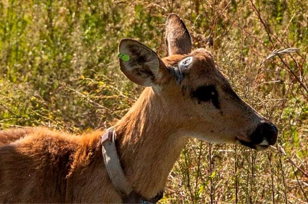 Liberan un ciervo de los pantanos en el Delta del Paraná