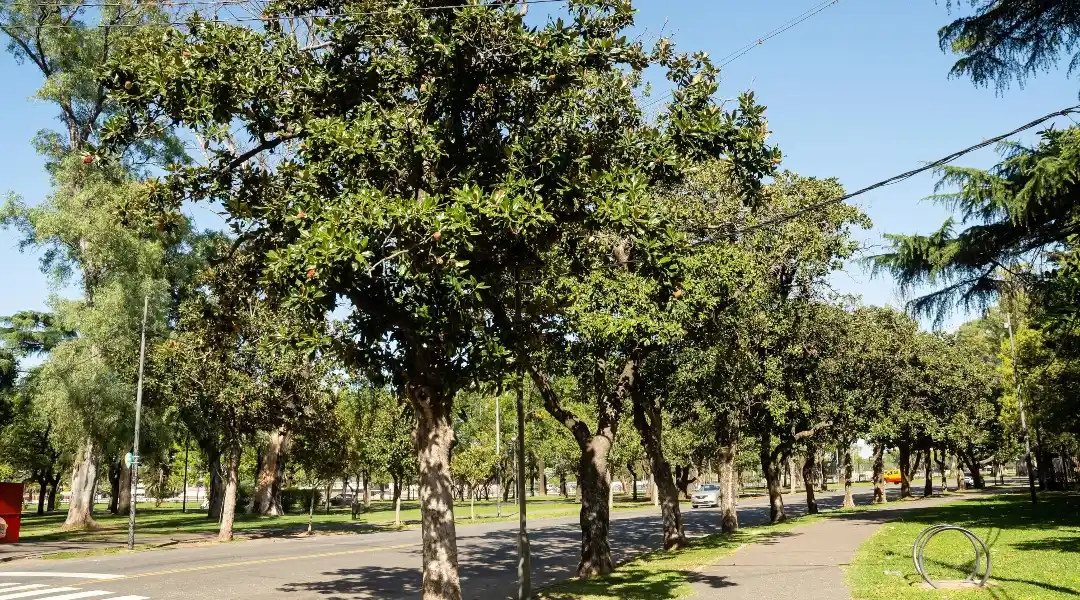 Agapito Blanco explicó por qué el arbolado público debe ser considerado patrimonio natural de Rosario
