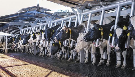 Prorrogaron por un año la suspensión de las retenciones a los productos lácteos