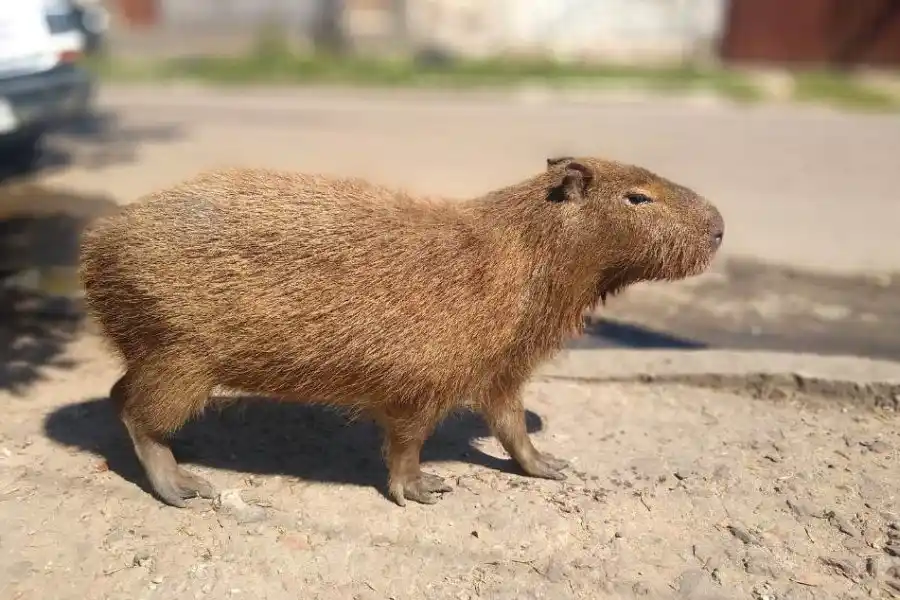 Insólito: intentó dispararle a un carpincho y pero se le escapó un tiro e impactó en un su pierna