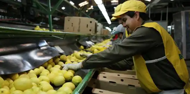 Misión a la UE para evitar más barreras al acceso de cítricos
